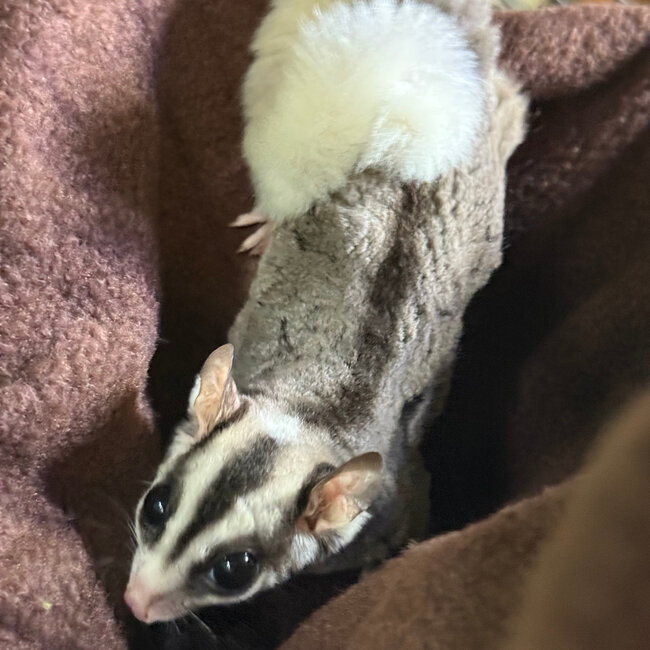 Mosaic Ringtail Sugar Glider Male BONDED WITH OTHER MOSAIC