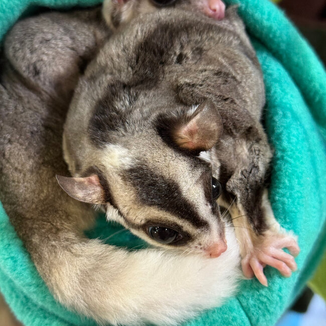 Mosaic Ringtail Sugar Glider Male BONDED WITH OTHER MOSAIC