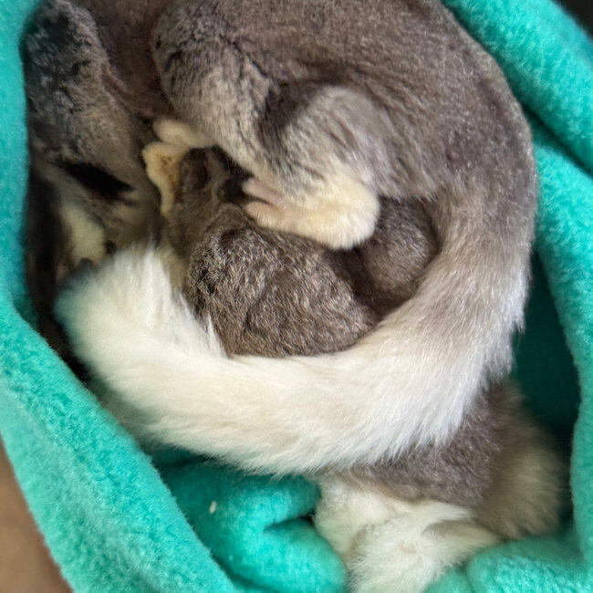 Mosaic Ringtail Sugar Glider Male BONDED WITH OTHER MOSAIC