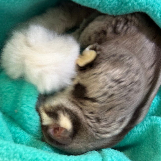Mosaic Ringtail Sugar Glider Male BONDED WITH OTHER MOSAIC
