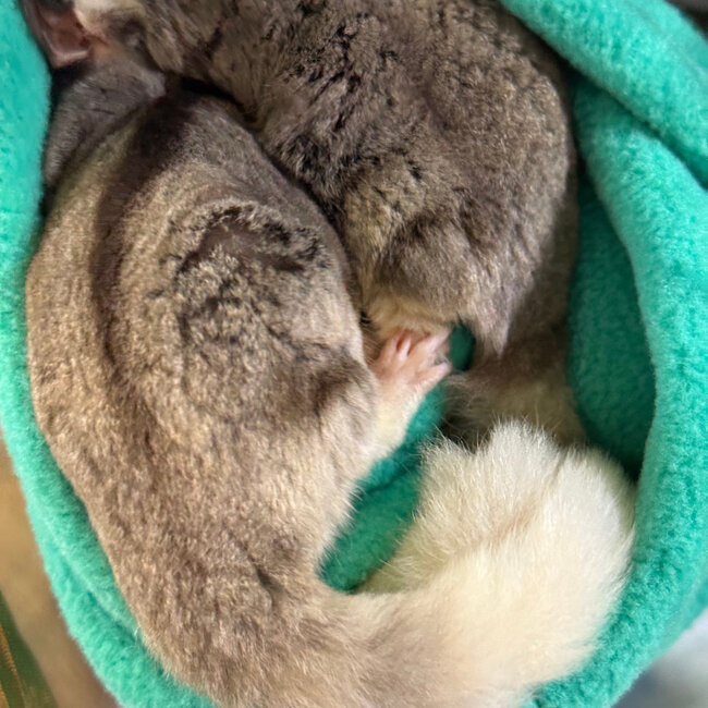 Mosaic Ringtail Sugar Glider Male BONDED WITH OTHER MOSAIC