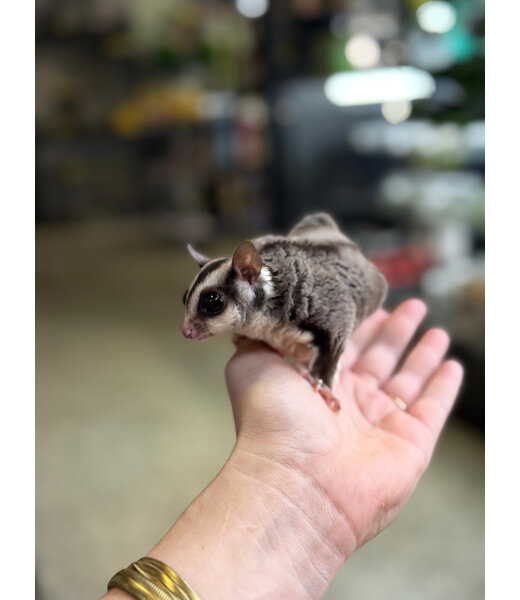 Standard Sugar Glider