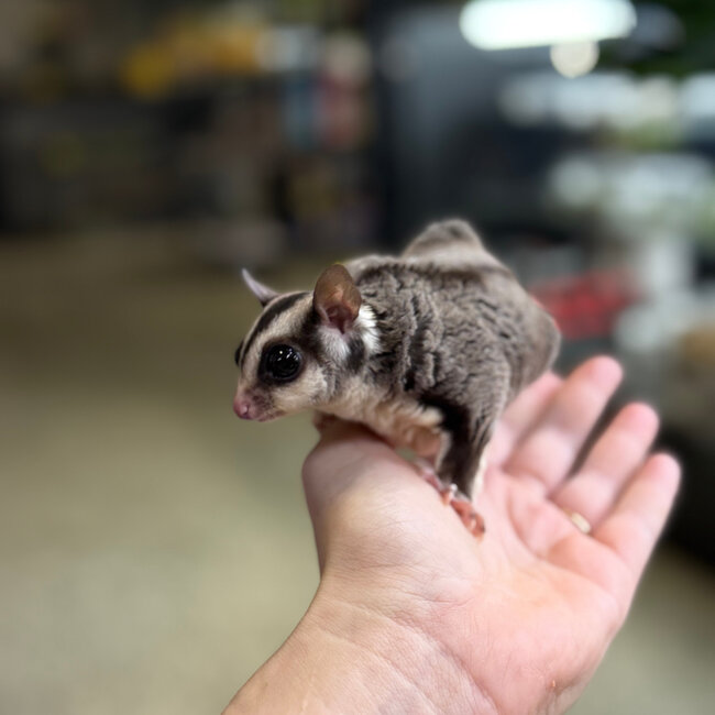 Standard Sugar Glider Neutered Males BONDED TOGETHER
