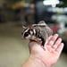 Standard Sugar Glider