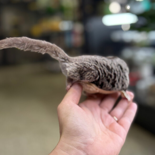 Standard Sugar Glider Neutered Males BONDED TOGETHER