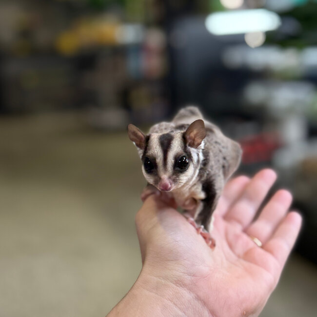Standard Sugar Glider Neutered Males BONDED TOGETHER