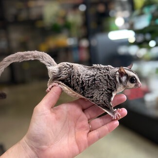 Standard Sugar Glider Neutered Males BONDED TOGETHER