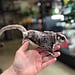 Standard Sugar Glider Neutered Males BONDED TOGETHER