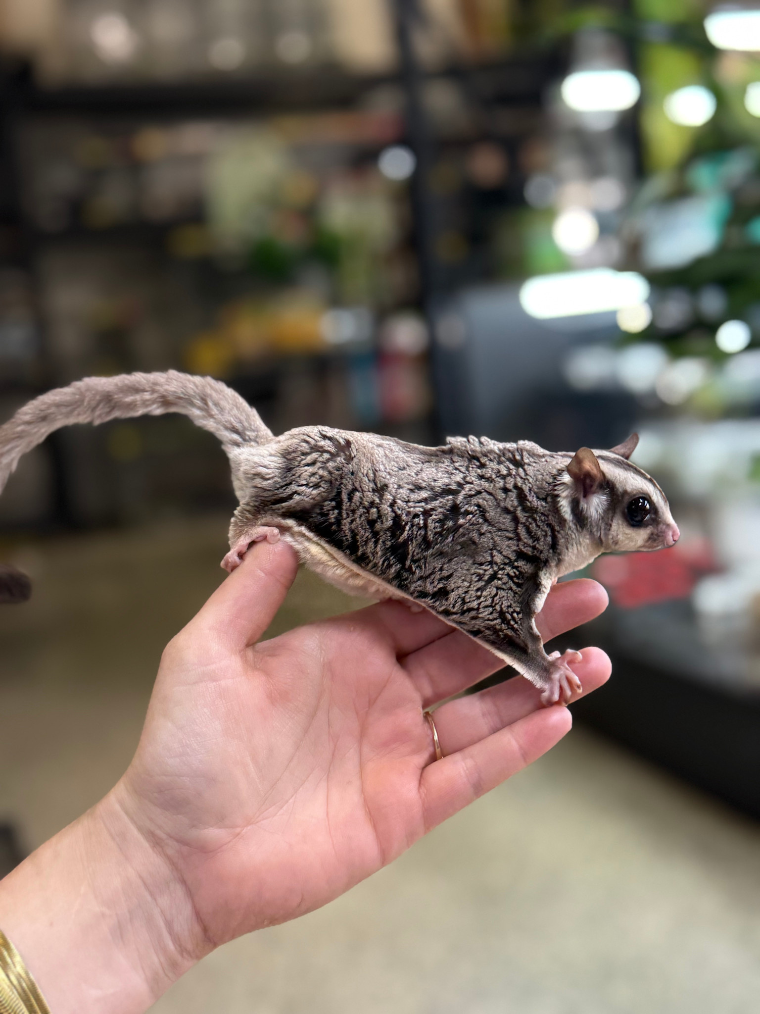 Standard Sugar Glider Roonami 