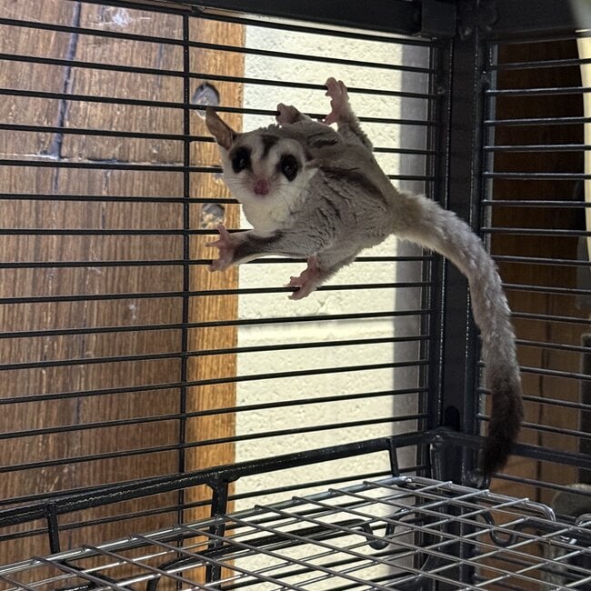 Whiteface Sugar Glider Male