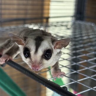 Whiteface Sugar Glider Male