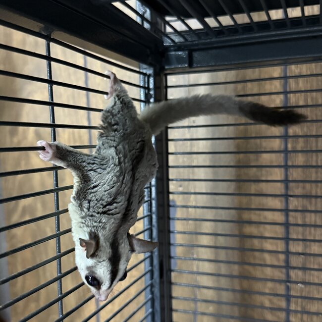 Whiteface Sugar Glider Male