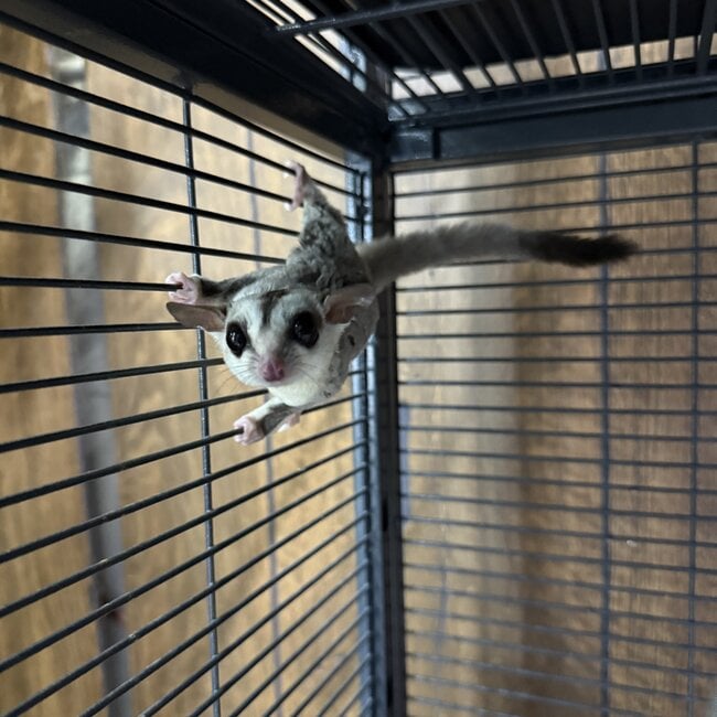 Whiteface Sugar Glider Male