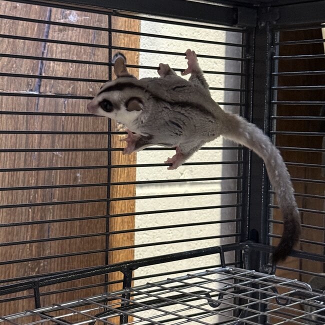 Whiteface Sugar Glider Male