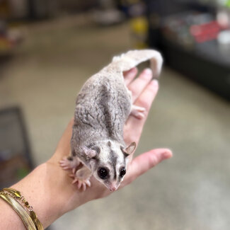 Mosaic Sugar Glider Male