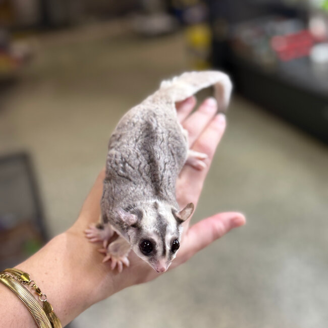 Mosaic Sugar Glider Male