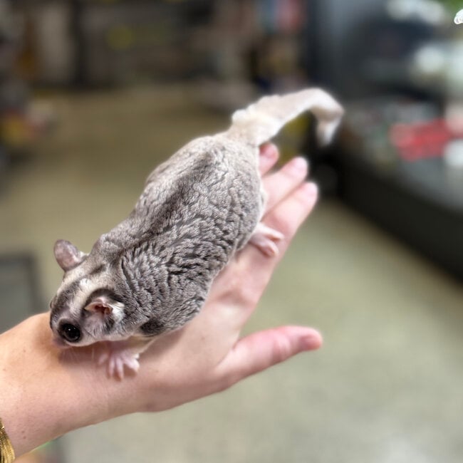 Mosaic Sugar Glider Male