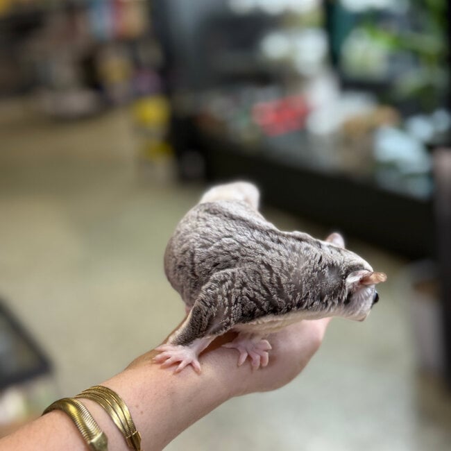 Mosaic Sugar Glider Male