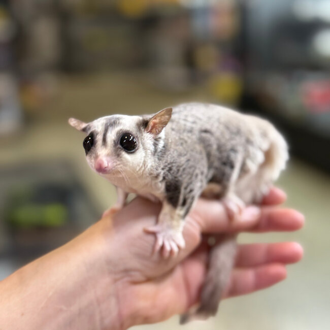 Mosaic Sugar Glider Male