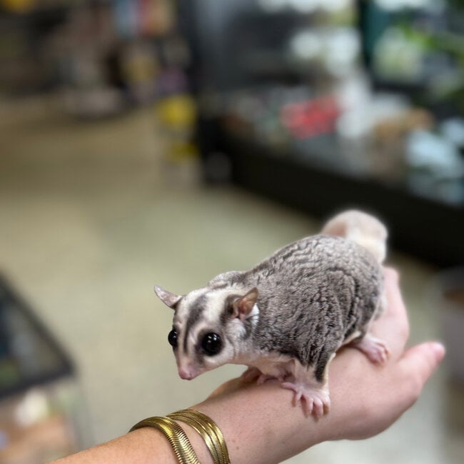 Mosaic Sugar Glider Male