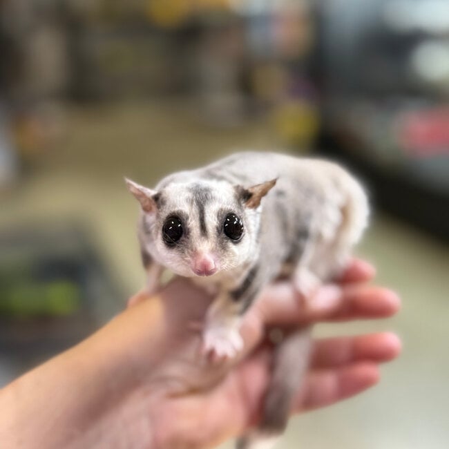 Mosaic Sugar Glider Male