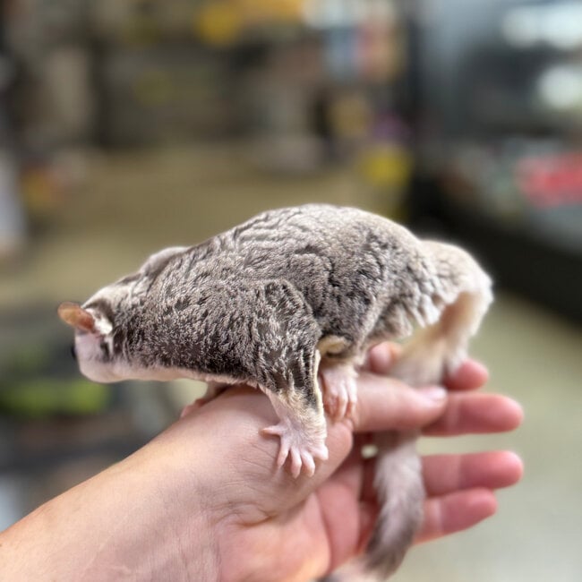 Mosaic Sugar Glider Male