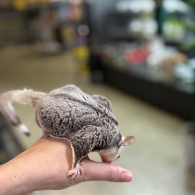 Mosaic Sugar Glider Male