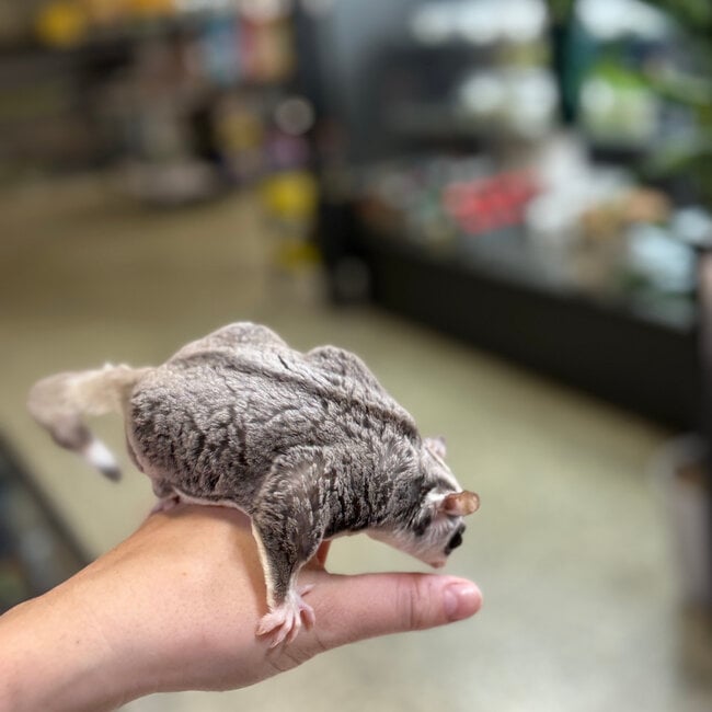 Mosaic Sugar Glider Male