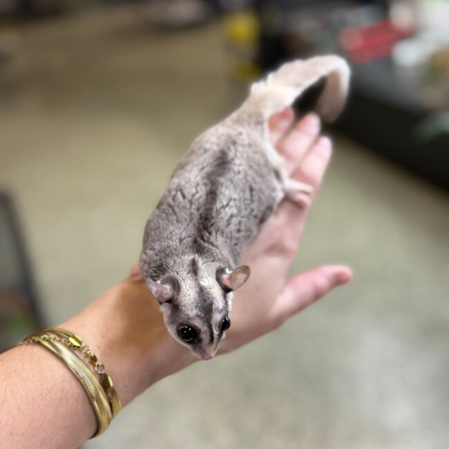 Mosaic Sugar Glider Male