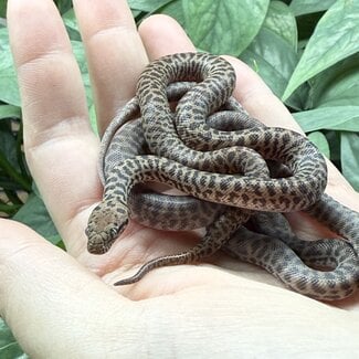 Children's Python, Antaresia childreni