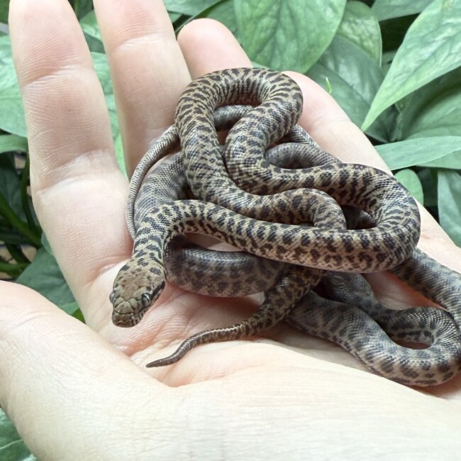Children's Python, Antaresia childreni