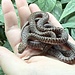 Children's Python, Antaresia childreni