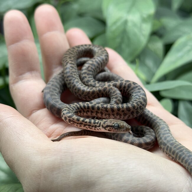 Children's Python, Antaresia childreni