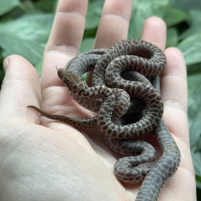 Children's Python, Antaresia childreni