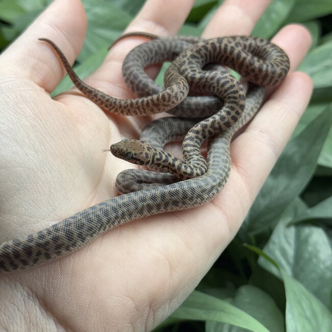 Children's Python, Antaresia childreni