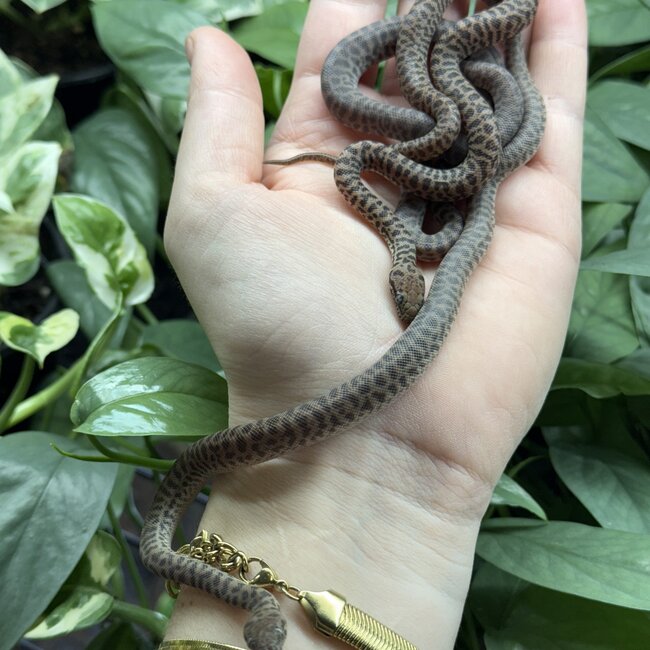 Children's Python, Antaresia childreni