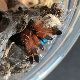 Blue-fang Skeleton Tarantula 1/2"  Ephebopus cyanognathus