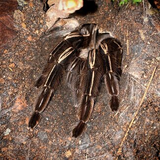 Ephebopus Murinus 'Skeleton Leg' 0.5" Tarantula