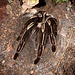 Ephebopus Murinus 'Skeleton Leg' 0.5" Tarantula