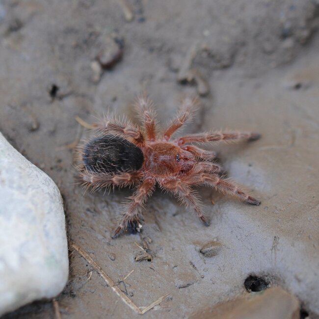 Grammostola pulchripes 0.5" Chaco Gold Striped Tarantula