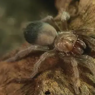 Brachypelma albiceps 0.5" 'Mexican White Headed' Tarantula