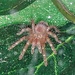 Acanthoscurria geniculata 0.5" 'Brazilian Giant White Knee'