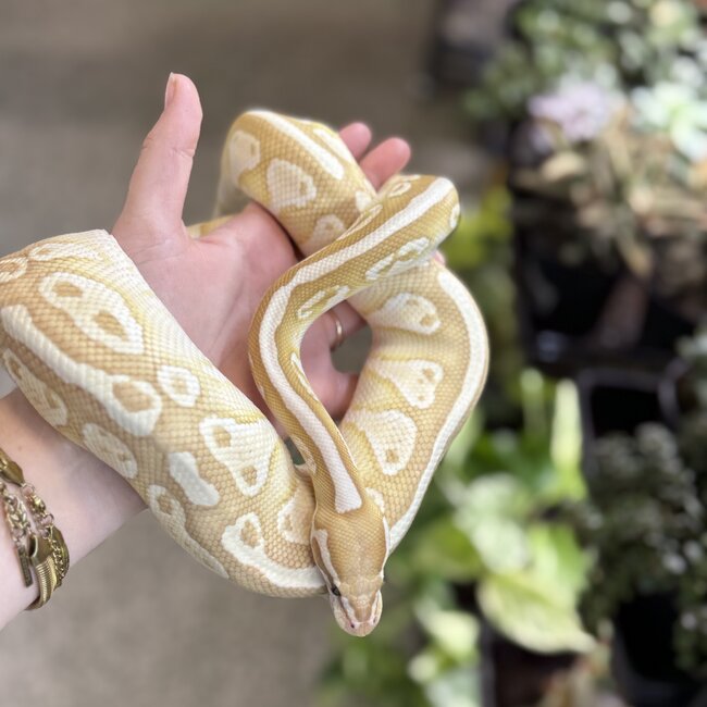 Banana Lesser Ball Python 'Budda' SP