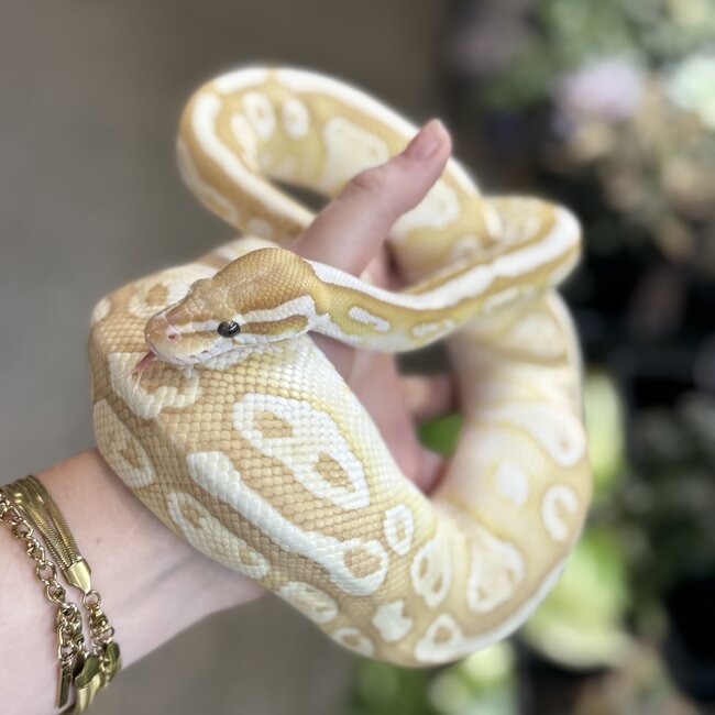 Banana Lesser Ball Python 'Budda' SP