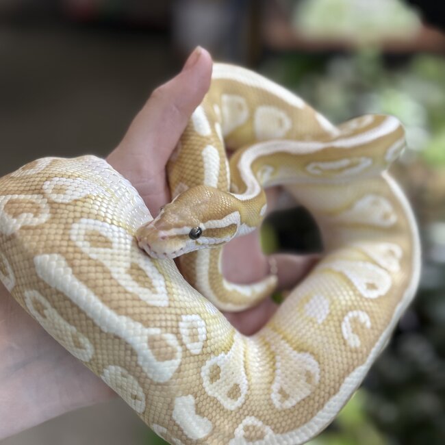Banana Lesser Ball Python 'Budda' SP