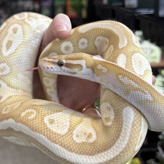 Banana Lesser Ball Python 'Budda' SP