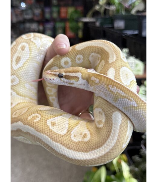 Banana Lesser Ball Python 'Budda' SP