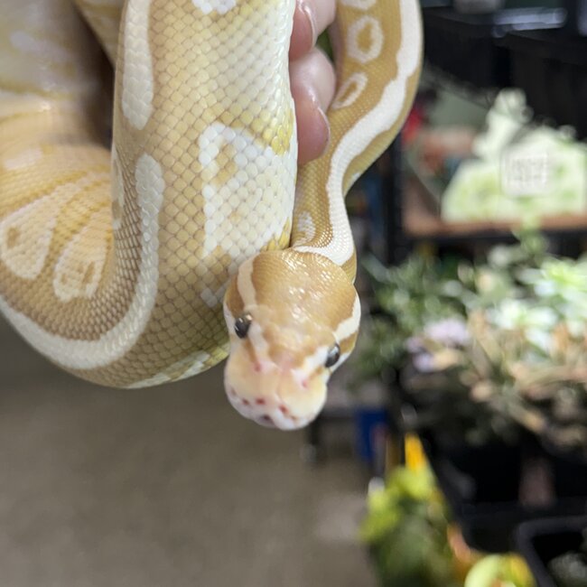 Banana Lesser Ball Python 'Budda' SP
