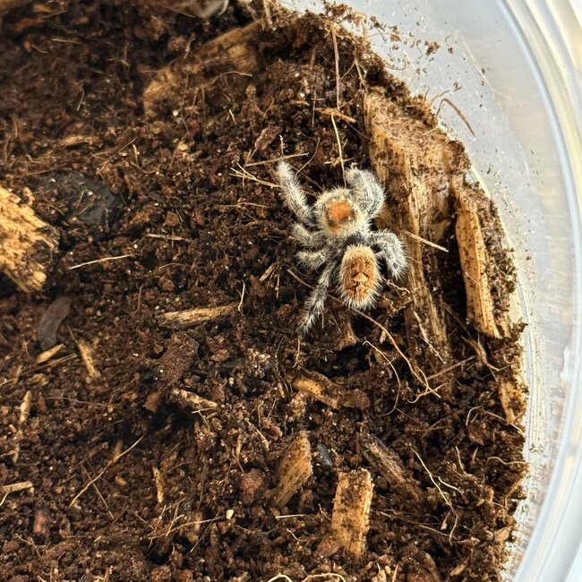 Phidippus regius 'Regal Jumping Spider' (sizes)