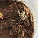 Phidippus regius 'Regal Jumping Spider' (sizes)